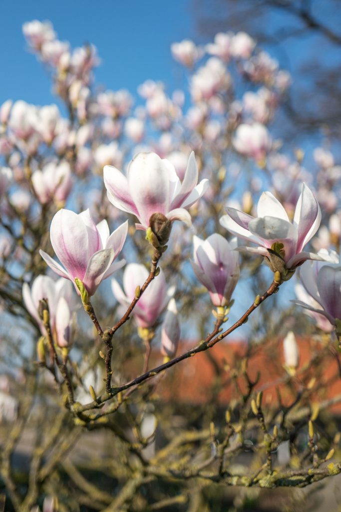 Magnolie, Leica Q f/1.7 1/8000 sec ISO 100