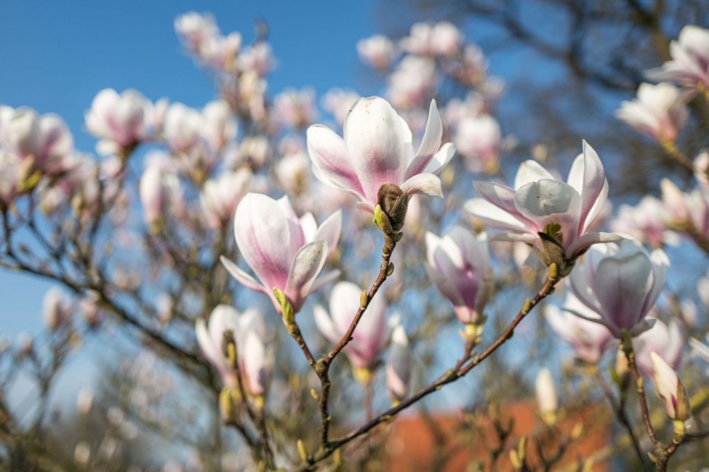 Leica Q bei f/1.7 1/8000sec ISO 100, Magnolienbaum