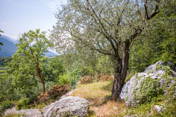 Olivenhain, Leica M10 mit 28mm Summicron bei f/5.6  1/500sec  ISO 100