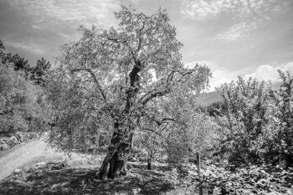 Ilford HP5 + Orange-Filter Simulation, Leica M10 mit 28mm Summicron bei f/4.0  1/2000sec  ISO 100