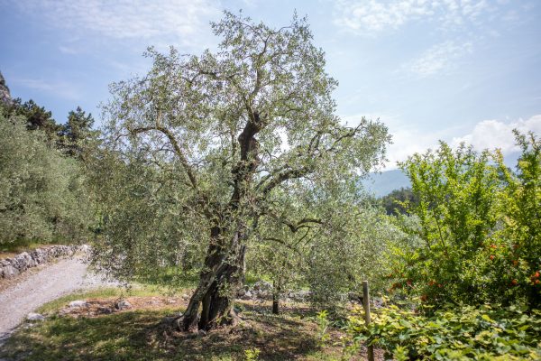 Olivenbaum, Leica M10 mit 28mm Summicron bei f/4.0  1/2000sec  ISO 100