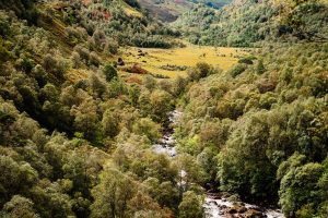 Schottland: Glen Nevis. M10 mit 50mm Summilux bei f/4.0  1/500sec  ISO 100