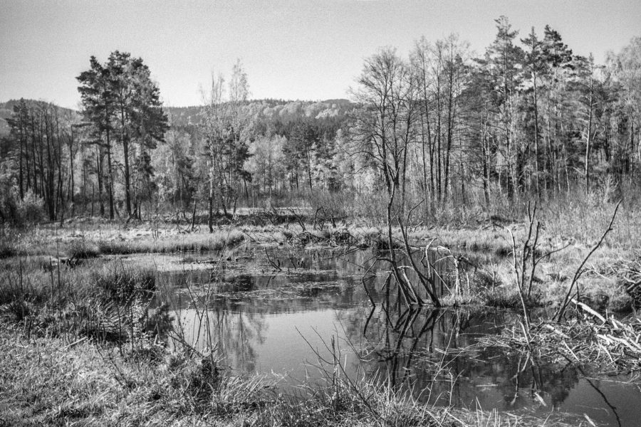 Das Moor bei Arrach. Leica IIIf mit 3,5cm Summaron, Orange-Filter, Kodak Tri-X