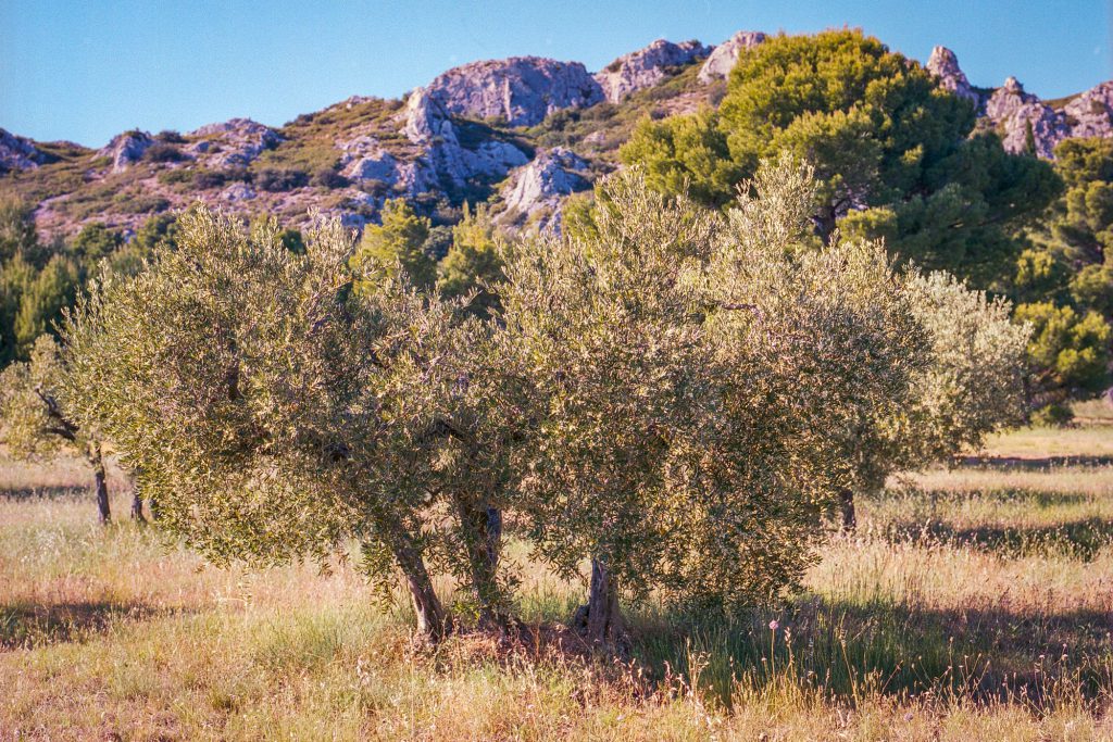 Alpilles