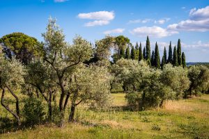 Alpilles. Leica M10 mit 35mm Summilux