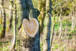 Holz mit Herz. Leica M9 mit 90mm Summarit bei f/3.4 1/500s  ISO 160