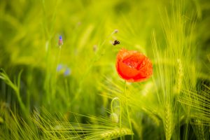 Die Hummel. Leica M240 mit 90mm Summarit bei f/3.4 1/350s  ISO 200