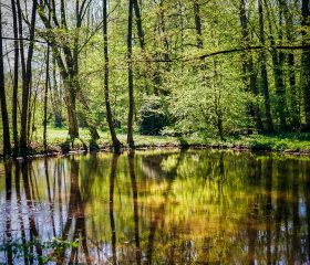 Teich im Vlothoer Kurpark. Kodak Ektar 100