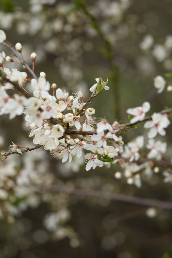 Zart und zugleich gut durchgezeichnet und ein Bokeh, das mir eigentlich ganz gut gefällt. M-Rokkor 90/4 an M10