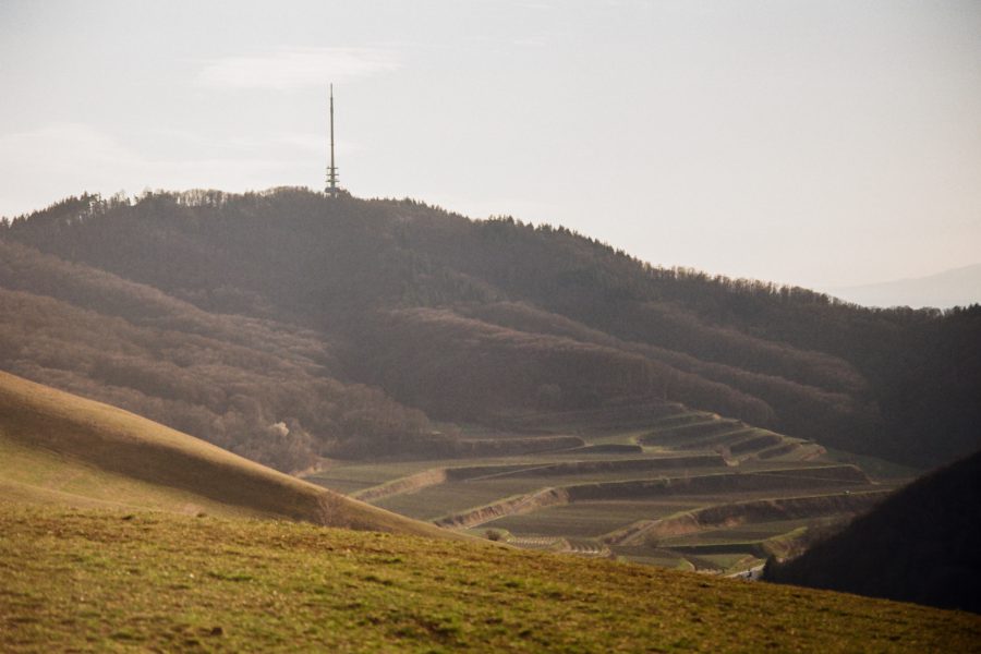 Spätnachmittag im Kaiserstuhl, leicht diesig – da merkt man dann doch, dass das M-Rokkor 90 auf einer etwa 50 Jahre alten Rechnung basiert. M-Rokkor 90/4 an Minolta CLE, Kodak ProImage100