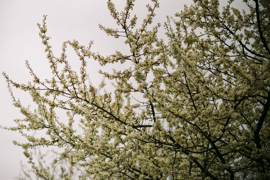 Irgendwie typisch für diesen Frühling 2021. Zurückhaltend, bedeckt. Aber immerhin, nach diesem schrecklichen Winter. M-Rokkor 90/4 an Minolta CLE, Fuji C200