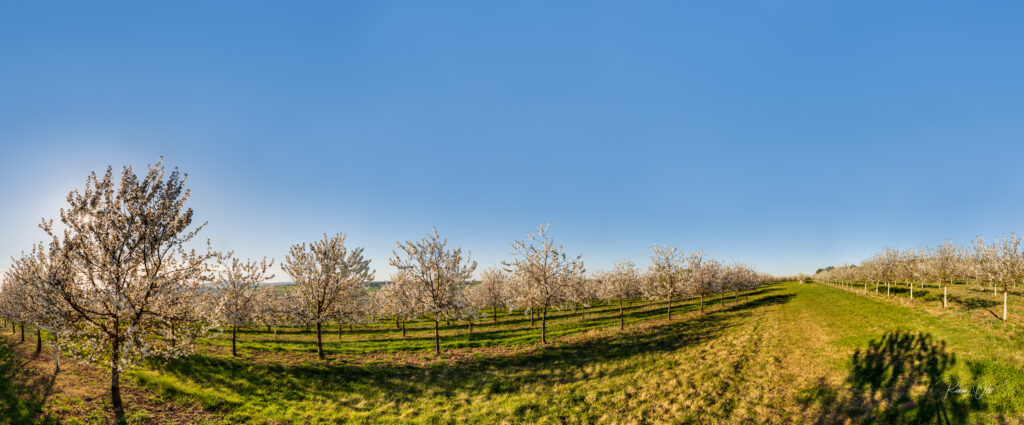Kirschblüte im Frühling, D850, 50mm, f/8, ISO 64