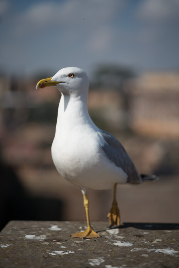 Beispielfoto, aufgenommen mit Voigtländer Nokton VM 1,5/75