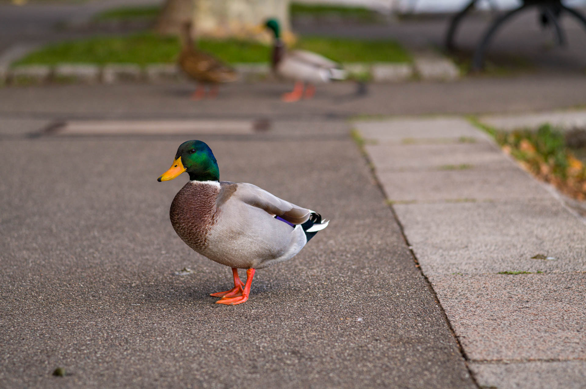 Beispielfoto vom Leica M EV1 Hands-On