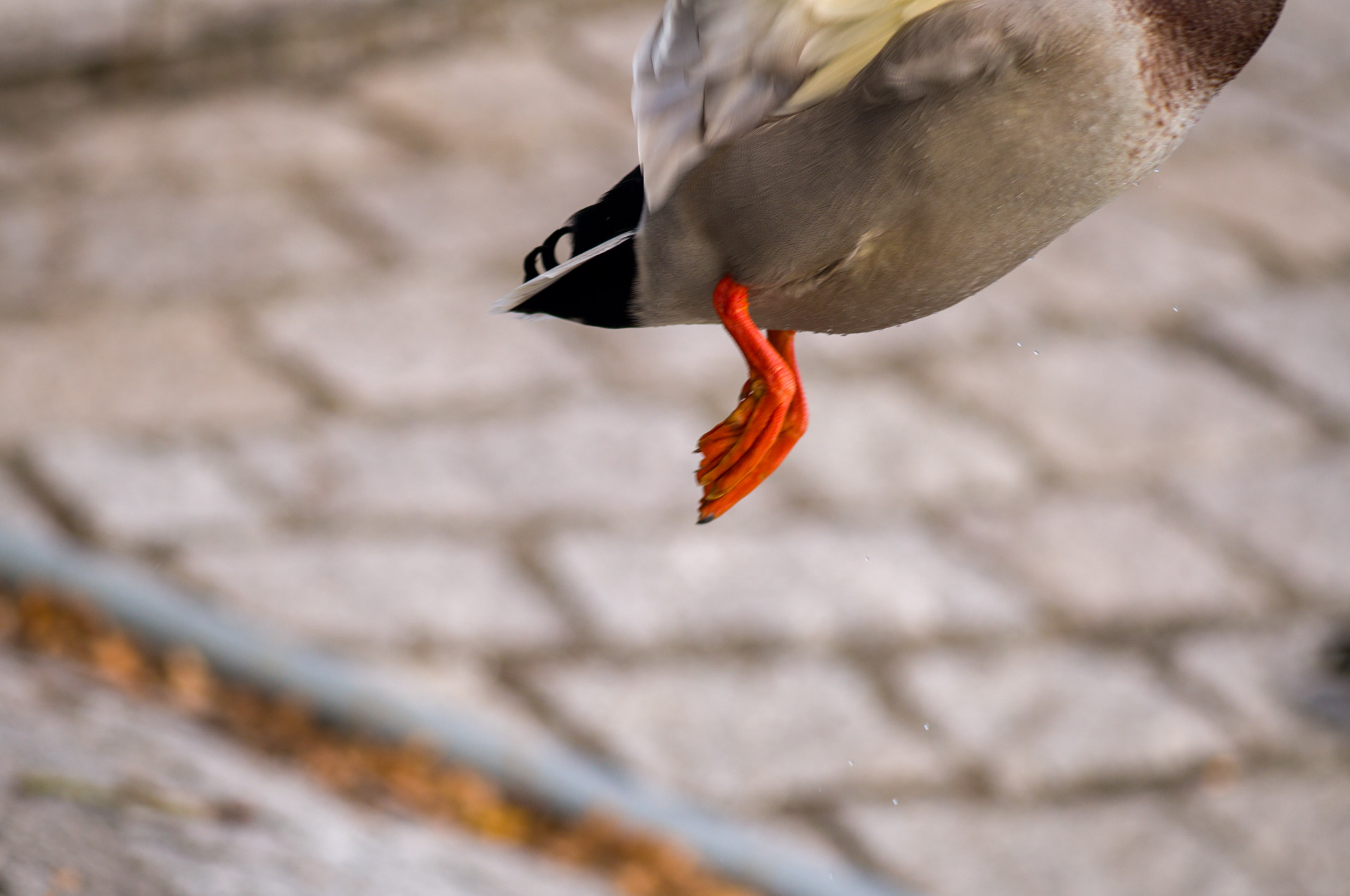 Beispielfoto vom Leica M EV1 Hands-On