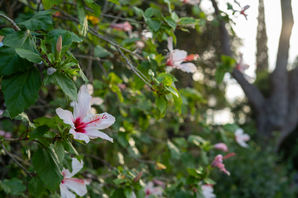 Beispielbild zeigt Abbildungsleistung des Zeiss C Sonnar 1,5/50 aus der Reihe der Zeiss ZM C-Objektive