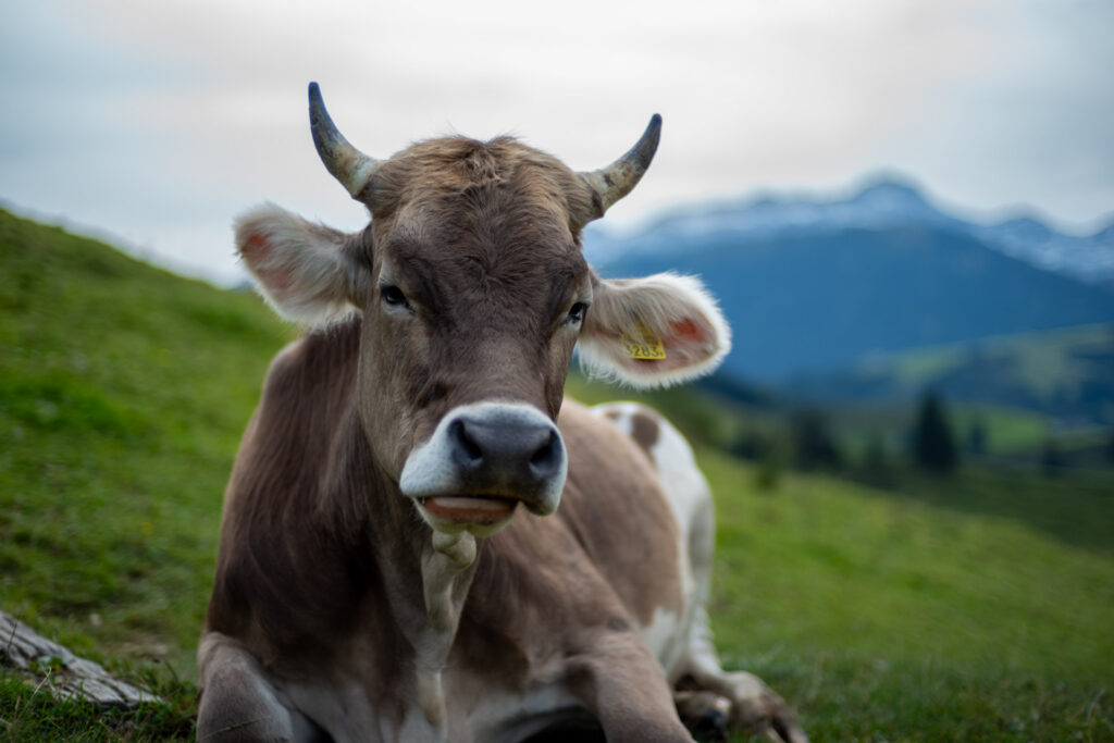 Beispielbild zeigt Abbildungsleistung des Zeiss C Sonnar 1,5/50 aus der Reihe der Zeiss ZM C-Objektive