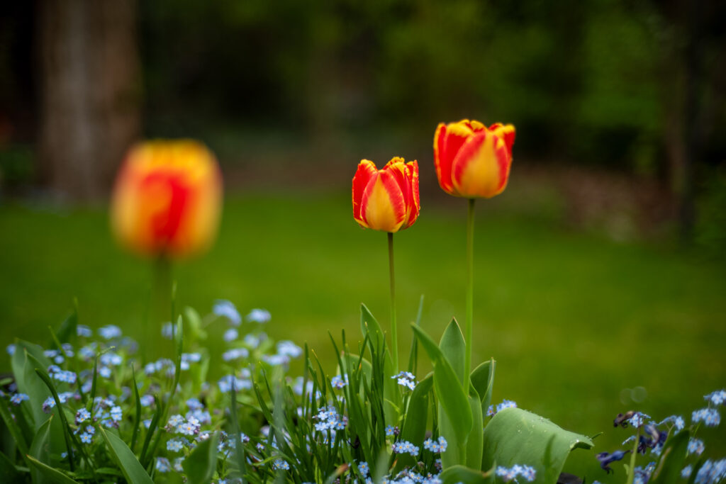 Beispielbild zeigt Abbildungsleistung des Zeiss C Sonnar 1,5/50 aus der Reihe der Zeiss ZM C-Objektive