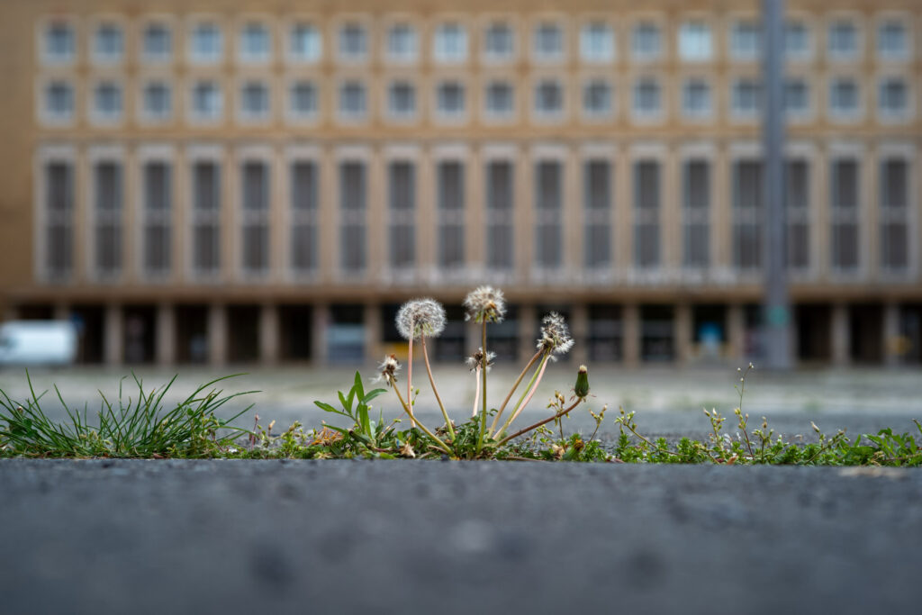 Beispielbild zeigt Abbildungsleistung des Zeiss C Sonnar 1,5/50 aus der Reihe der Zeiss ZM C-Objektive