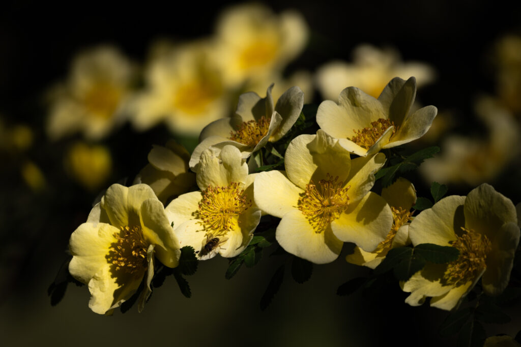 Leica SL3-P