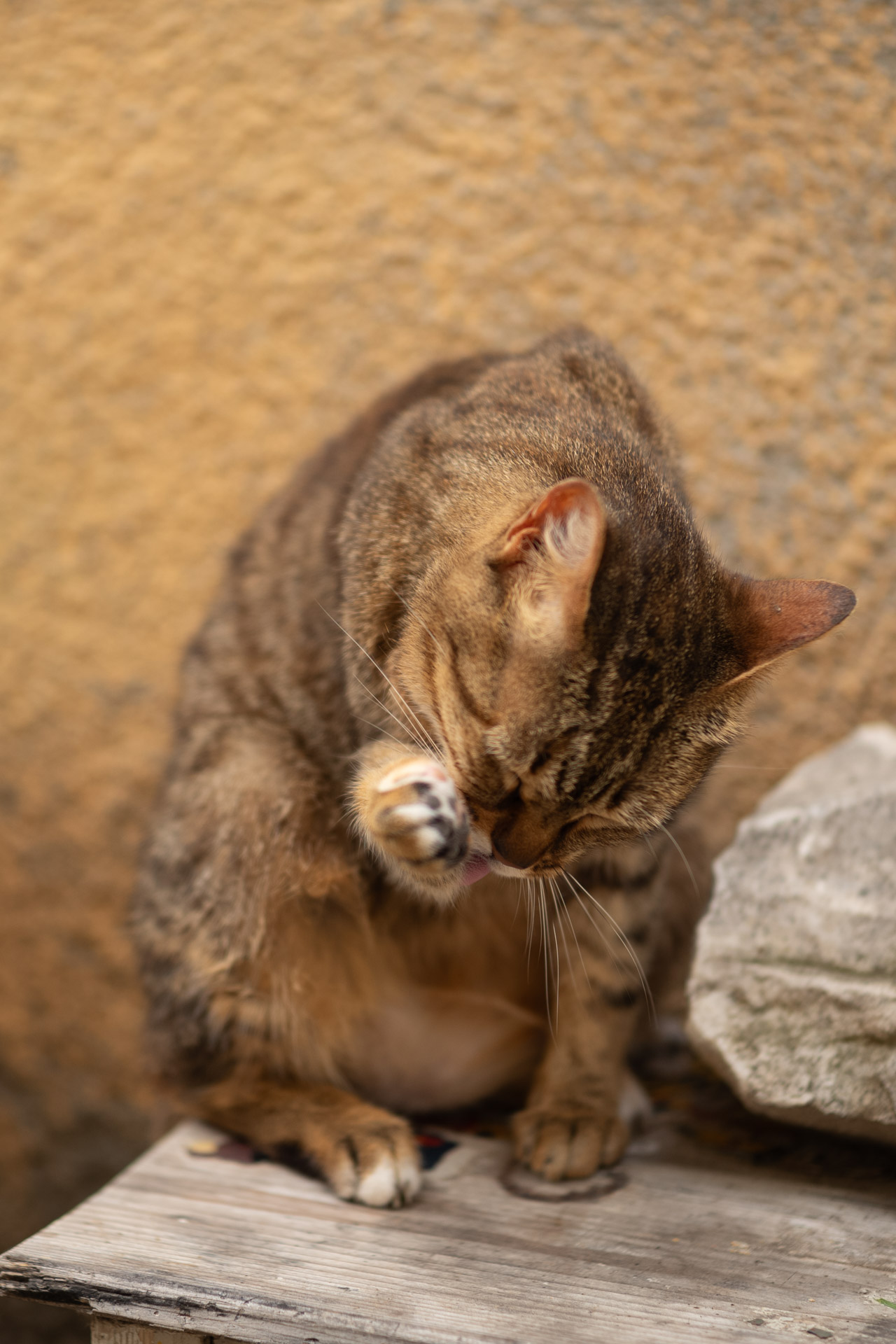 Beispielfoto mit Thypoch Simera 50/1.4: Eine getigerte Katze leckt sich die erhobene Pfote, Camaiore (Provinz Lucca), Italien.
